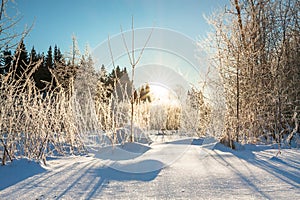 Winter landscape with forest, snow, blue sky and sun