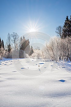 Winter landscape with forest, snow, blue sky and sun