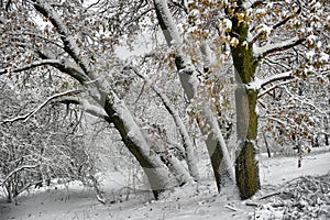Winter landscape - forest snowy winter trees in cloudy winter weather.