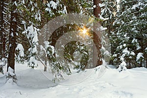 Winter landscape with forest and sun