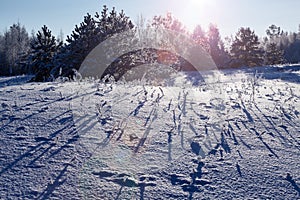 Winter landscape in the forest at sunrise or sunset. Long blue shadows on the snow on field