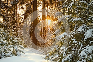 Winter landscape with the forest and sunset