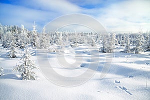 Winter landscape with the forest and traces of a hare on snow