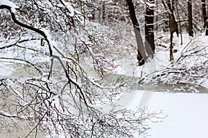 Winter landscape. Winter forest trees branches and frozen river covered snow.