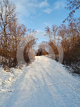 Winter landscape with forest, trees covered snow and clouds, blue sky