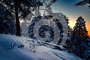 Winter landscape with forest, trees and sunrise. Winterly morning of a new day. Forest in the Russia.