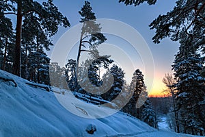 Winter landscape with forest, trees and sunrise. Winterly morning of a new day. Forest in the Russia.