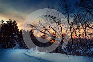 Winter landscape with forest, trees and sunrise. Winterly morning of a new day. Forest in the Russia.