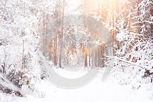 Winter landscape. Forest under the snow. Winter in the park