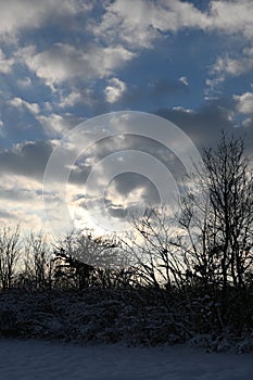 Winter landscape of forests and fields covered with snow