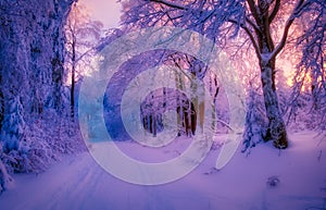 Winter landscape with fresh snow covered trees