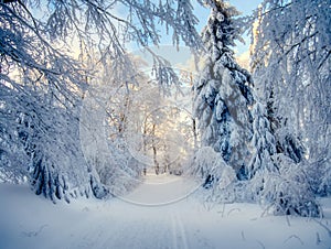 Winter landscape with fresh snow covered trees