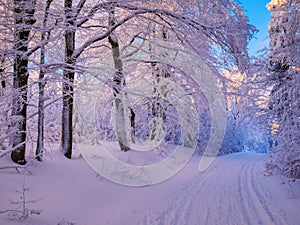 Winter landscape with fresh snow covered trees