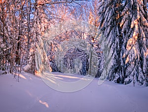 Winter landscape with fresh snow covered trees