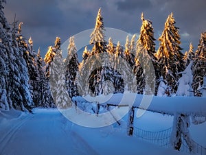 Winter landscape with fresh snow covered trees