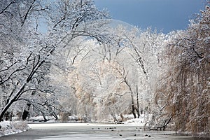 Winter landscape with fresh snow on frozen pond and trees