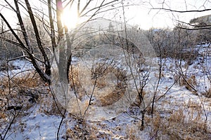 Winter landscape. Fresh snow lies on the dry grass on a Sunny day. The sun is shining from behind the trees