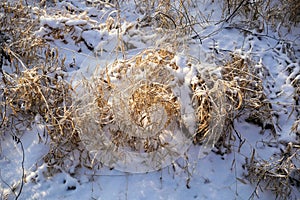 Winter landscape. Fresh snow lies on the dry grass on a Sunny day. The sun is shining from behind the trees