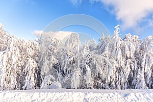 Winter landscape with fresh snow on the trees, Clabucet, Romania