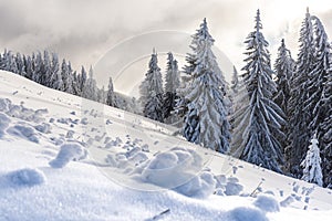 Winter landscape with fresh snow on the trees, Clabucet, Romania