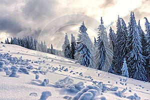 Winter landscape with fresh snow on the trees, Clabucet, Romania