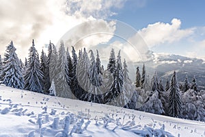 Winter landscape with fresh snow on the trees, Clabucet, Romania