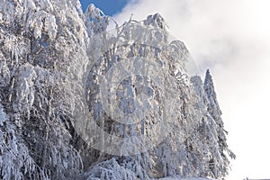 Winter landscape with fresh snow on the trees, Clabucet, Romania