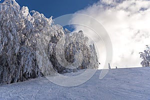Winter landscape with fresh snow on the trees, Clabucet, Romania