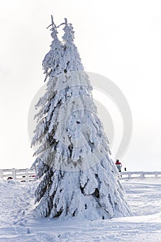 Winter landscape with fresh snow on the trees, Clabucet, Romania