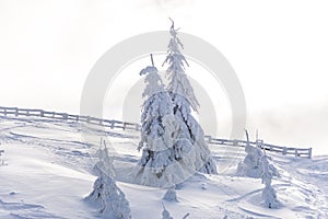 Winter landscape with fresh snow on the trees, Clabucet, Romania