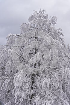 Winter landscape with fresh snow on the trees, Clabucet, Romania