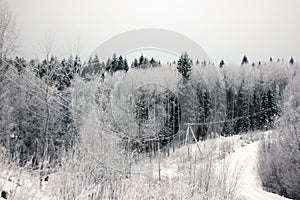 Winter landscape. Frosrty day. Winter snow fir tree forest view.