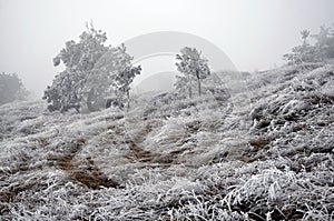 Winter landscape with frost_2