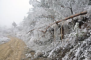 Winter landscape with frost_5