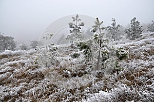 Winter landscape with frost_6