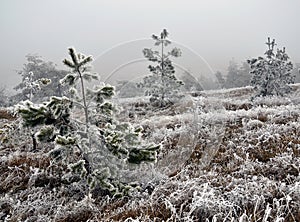 Winter landscape with frost_8