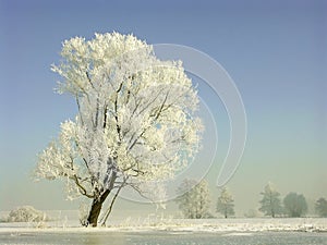 Winter landscape, frost covered trees