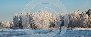 Winter landscape of frost forest, snow in nature. Beautiful seasonal panoramic view. Europe weather nature.