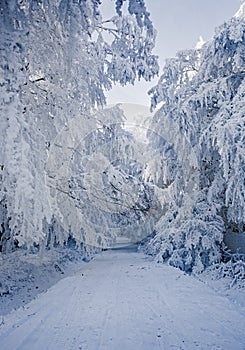 Winter landscape with frost and snow covered trees and nature of Carpathian mountains near Bratislava,Slovakia