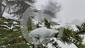 Winter landscape with frosted tree branches and a blanket of snow covering the forest