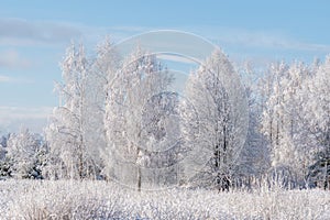 Winter landscape of frosted trees against a blue sky on a sunny morning, winter frost. winter tide, winter time