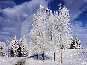 Winter landscape frosty trees