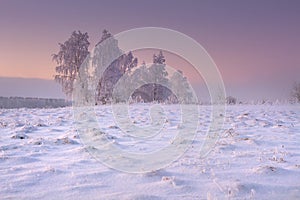 Winter landscape with frosty trees. Christmas background. Winter nature at dawn. Morning sunrise in snowy countryside.