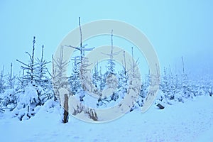 Winter landscape - frosty trees in the forest. Nature covered with snow. Beautiful seasonal natural background