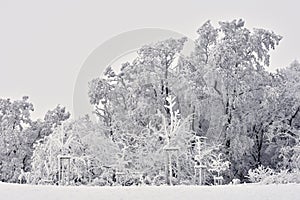 Winter landscape - frosty trees in the forest. Nature covered with snow. Beautiful seasonal natural background