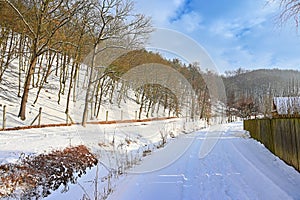 Winter landscape - frosty trees in the forest. Nature covered with snow. Beautiful seasonal natural background