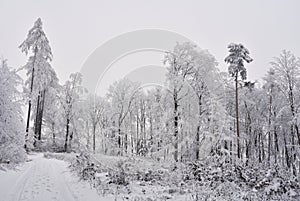 Winter landscape - frosty trees in the forest. Nature covered with snow. Beautiful seasonal natural background.