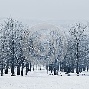 Winter landscape - frosty trees in the forest. Nature covered with snow. Beautiful seasonal natural background.