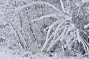 Winter landscape - frosty trees in the forest. Nature covered with snow. Beautiful seasonal natural background.