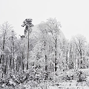 Winter landscape - frosty trees in the forest. Nature covered with snow. Beautiful seasonal natural background.